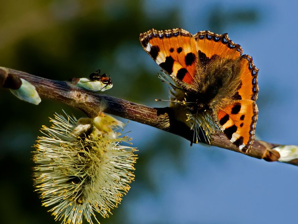 Butterfly and ant