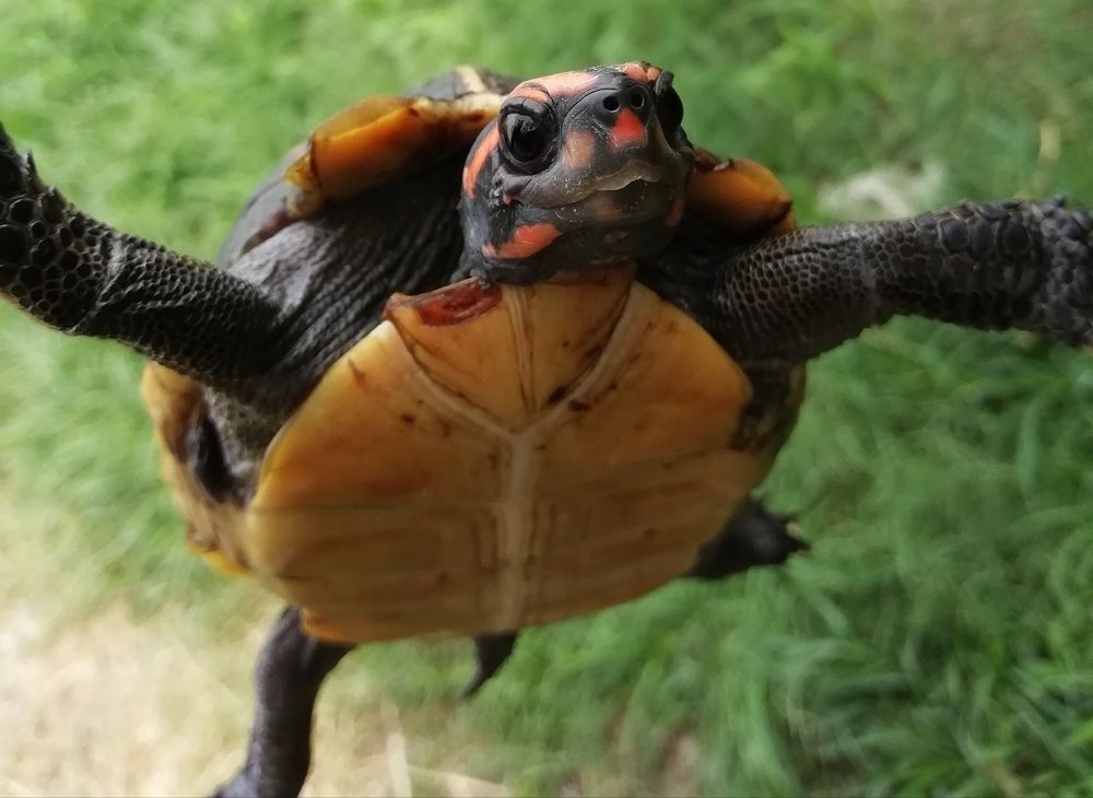 Turtleselfie