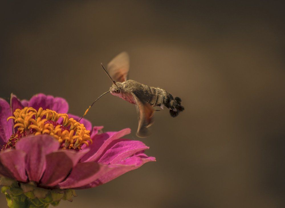 Завтрак на лету