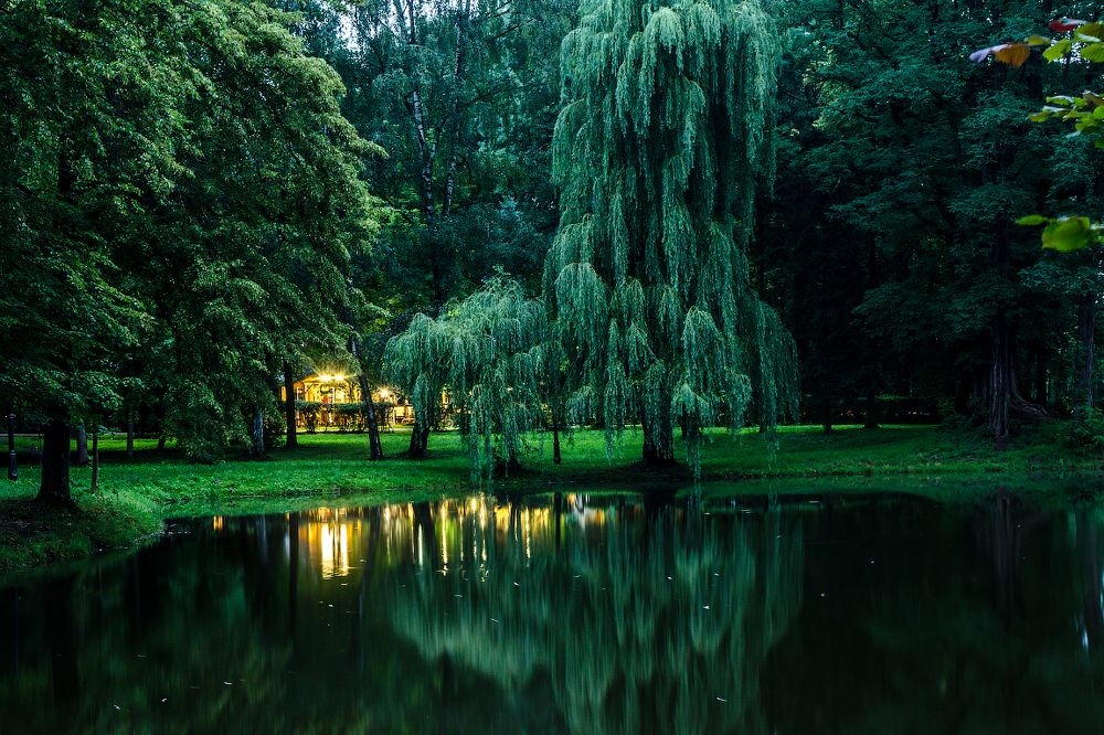 На берегу пруда