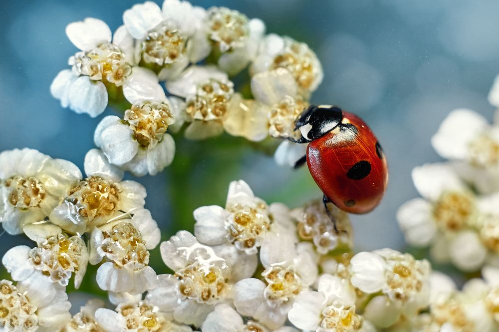 Photograph by Ольга Маковецкая
