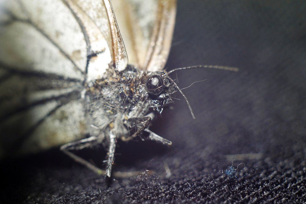 Боярышница