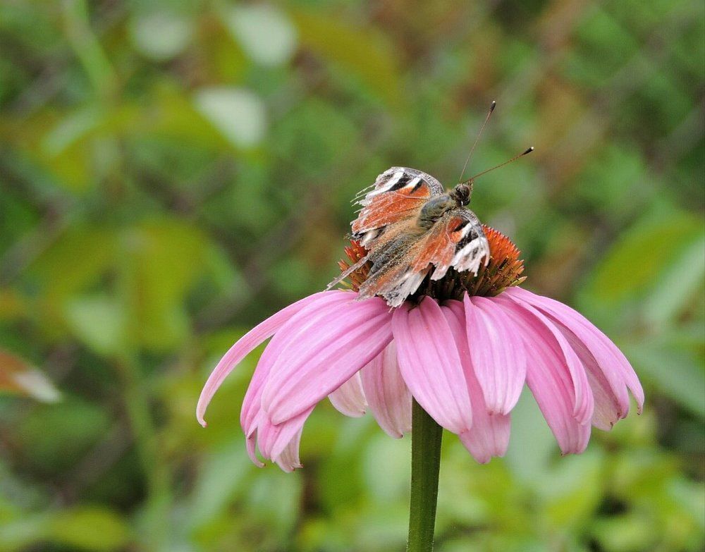 Photograph by Анна Панкратова