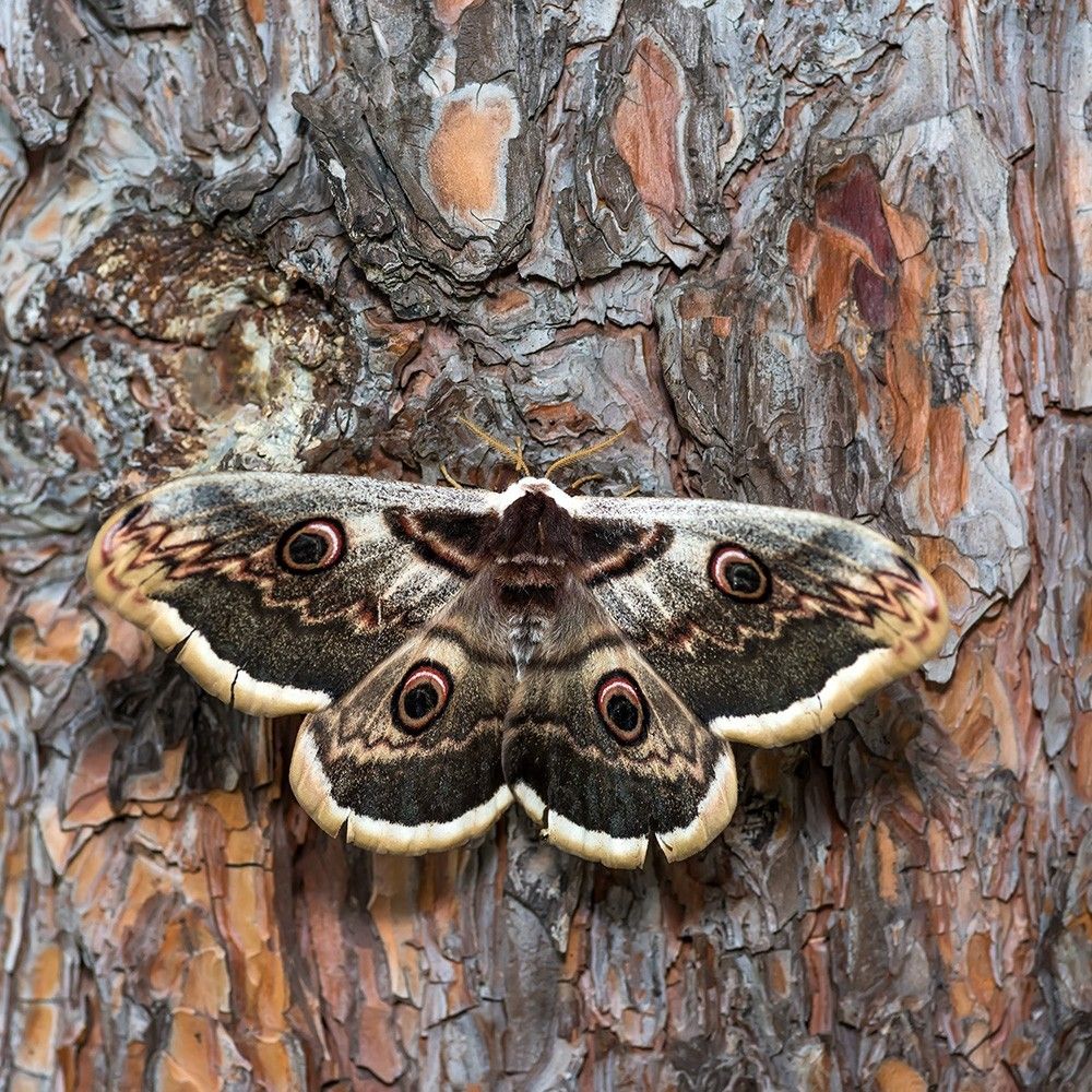 Маскировка