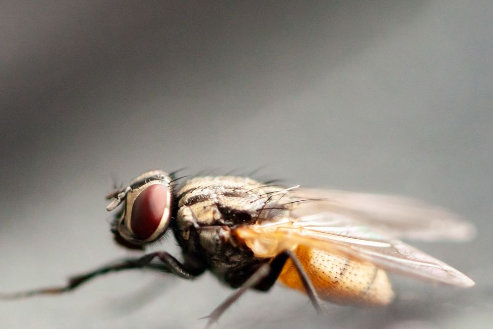 Муха-цокотуха