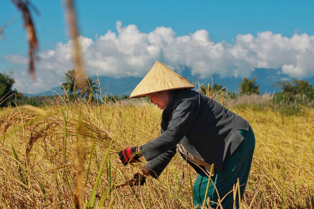 Harvest season