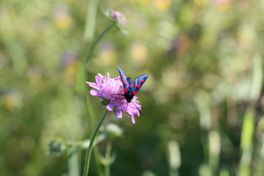Цветок и бабочка