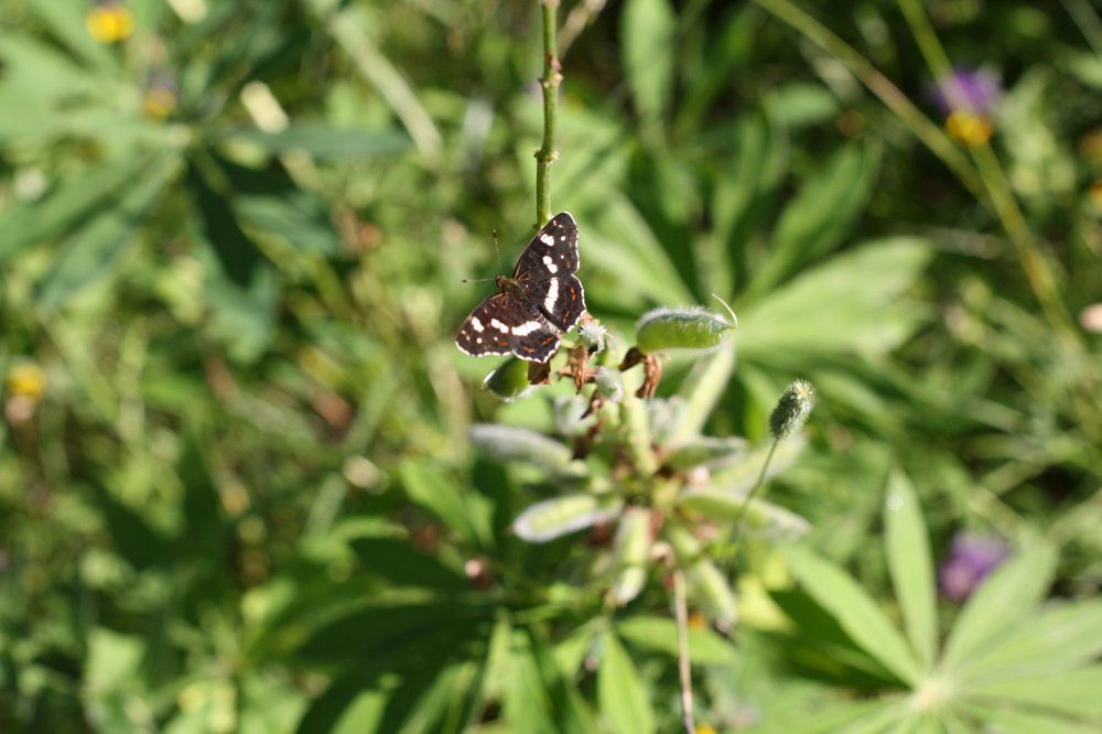 Цветок и бабочка