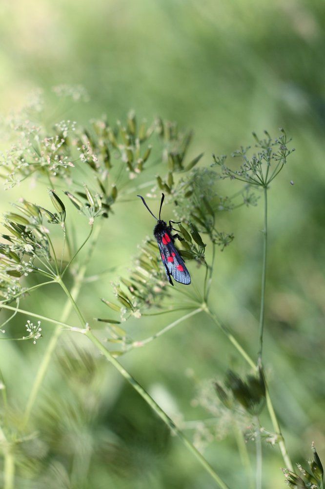 Цветок и бабочка