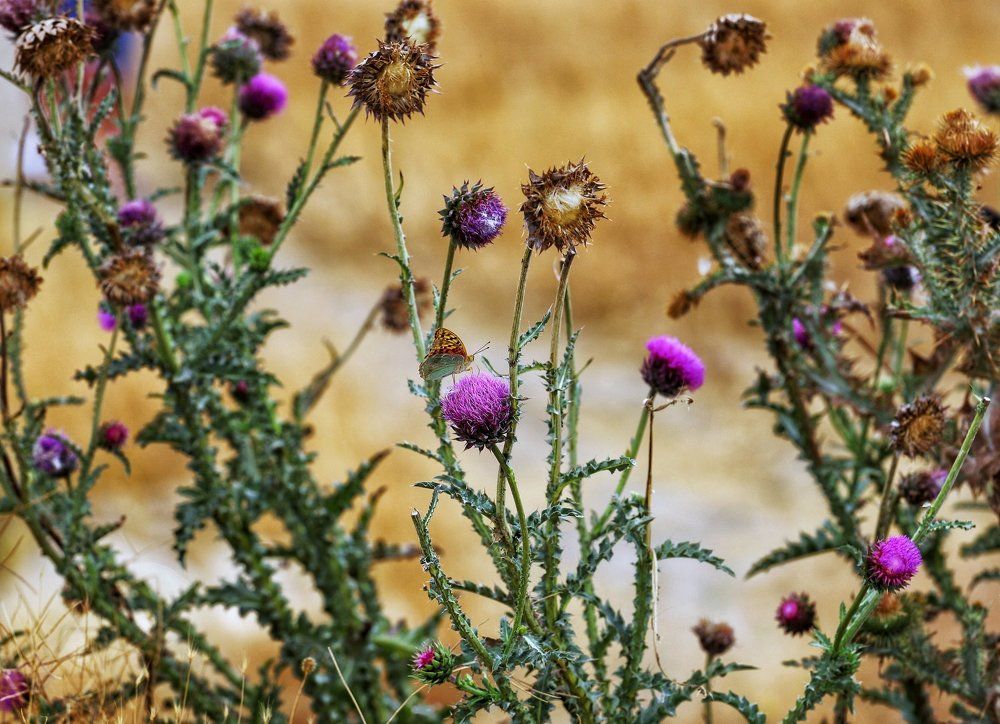 Крымские бабочки