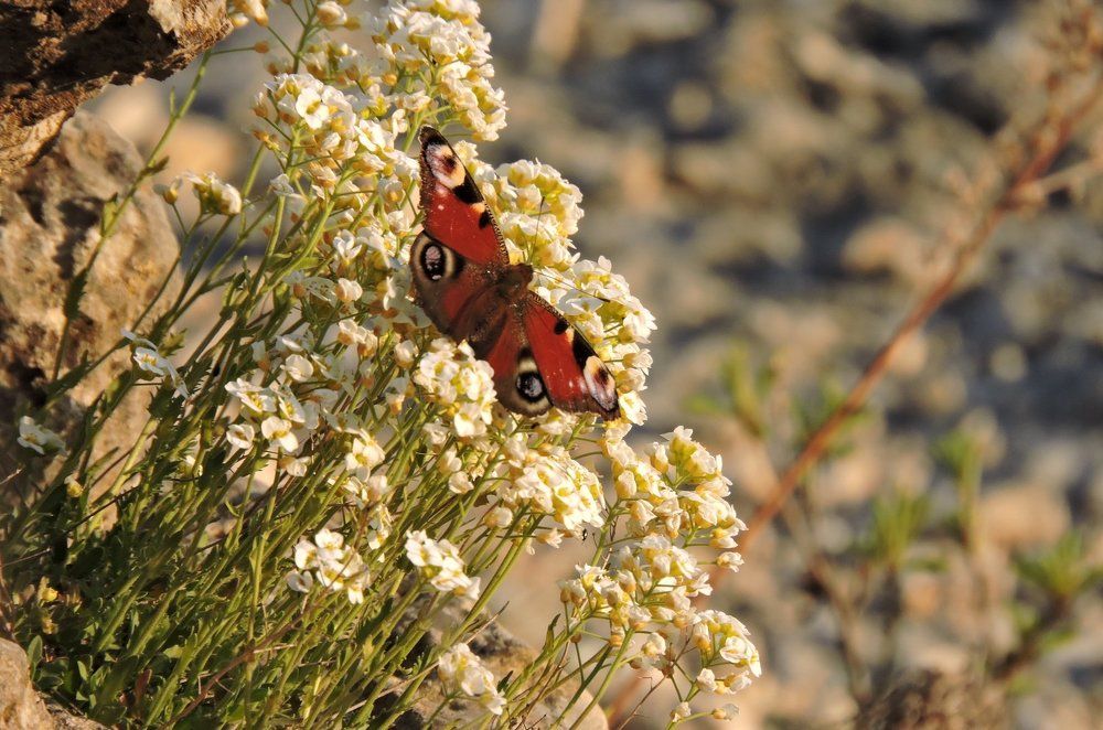 Photograph by Анна Панкратова