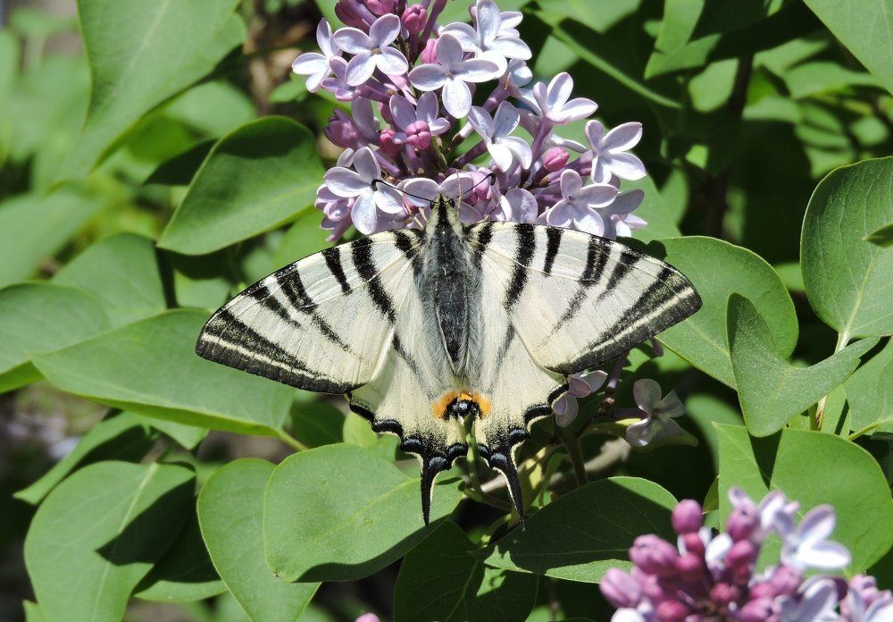 Photograph by Анна Панкратова