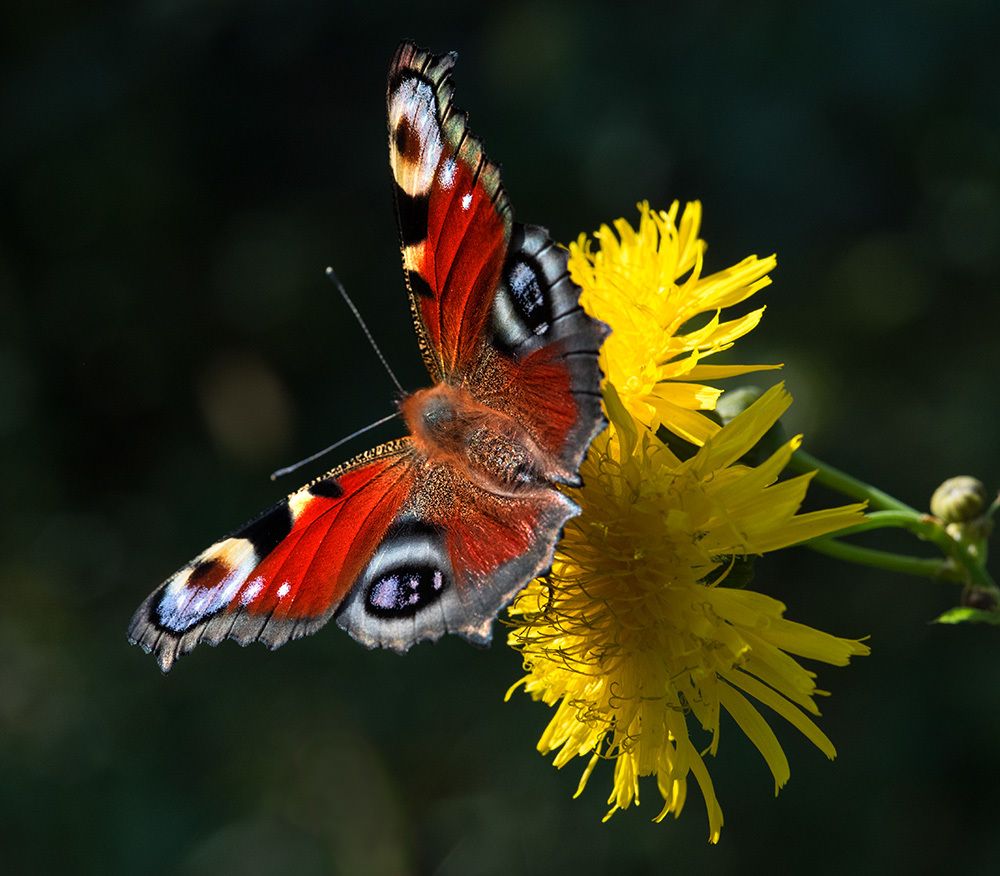 На  цветочке