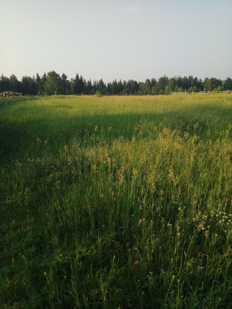 Русское поле