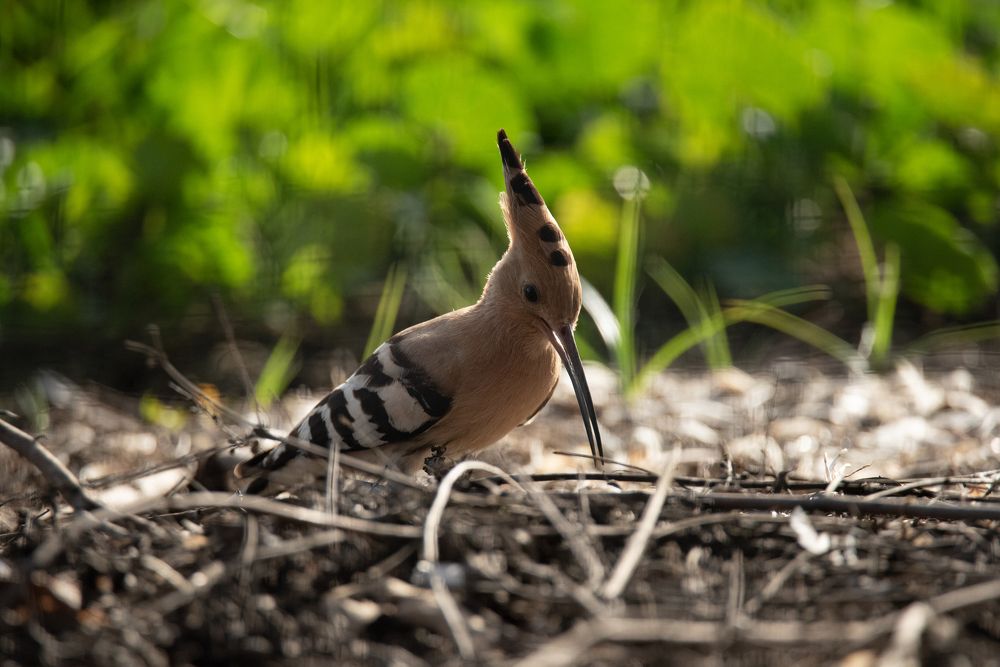 hoopoe eating