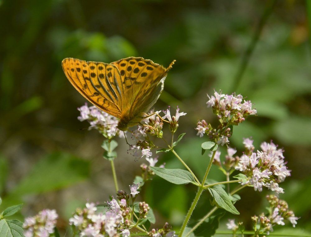 Странник лесной