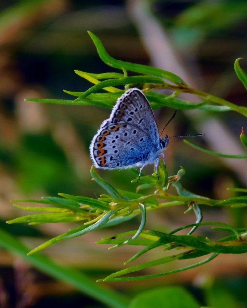 Цветочная фея