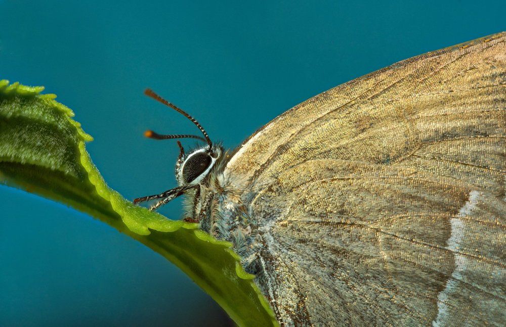 Зефир дубовый или хвостатка дубовая