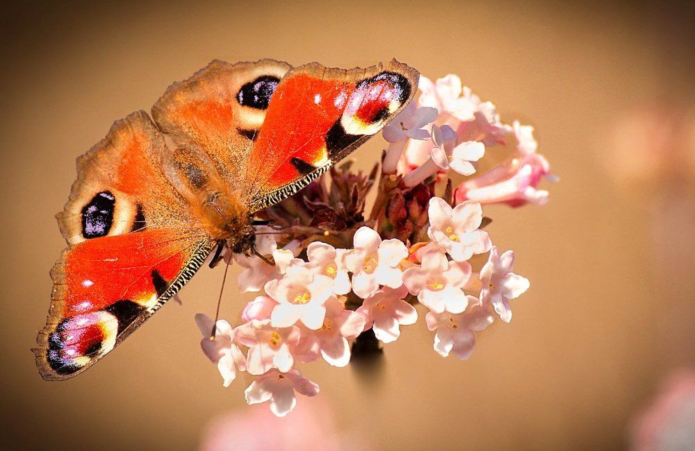 Бабочка-красавица