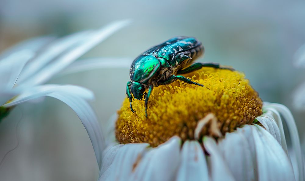 Имперский бронеход