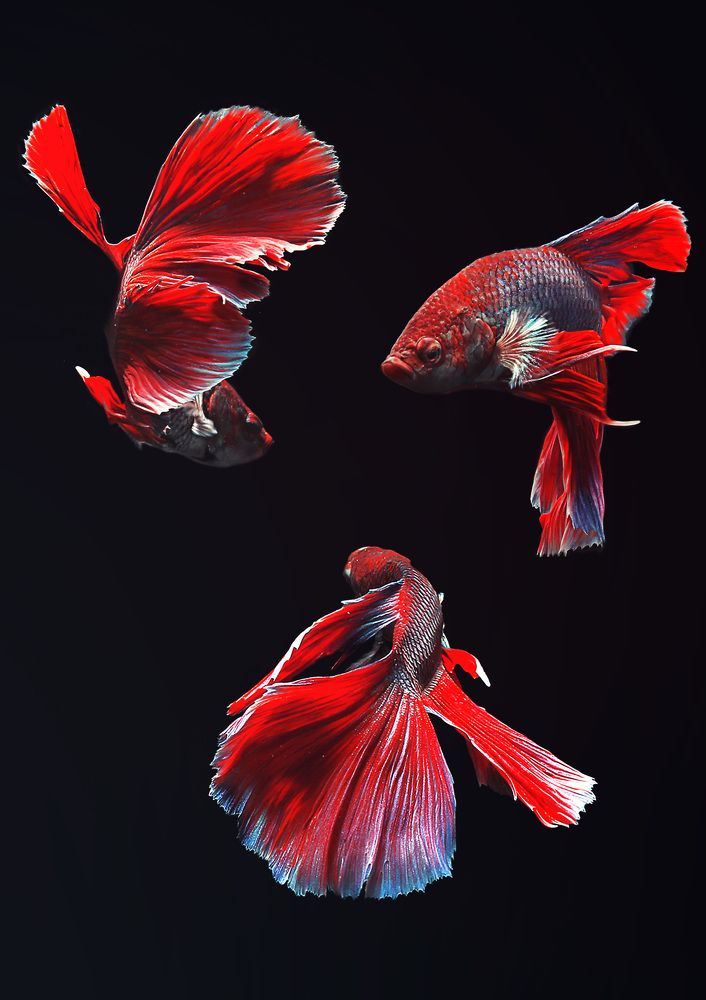 Beauty Of Betta