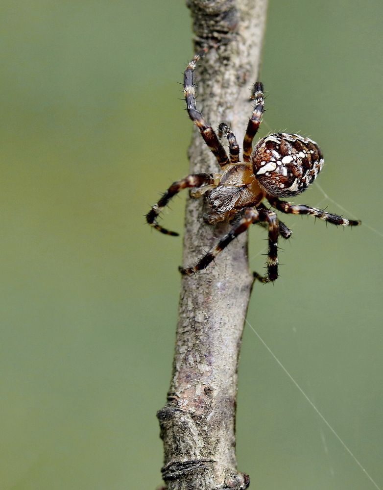 Photograph by Игорь Осипов