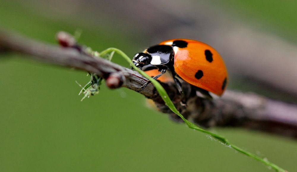 Photograph by Игорь Осипов