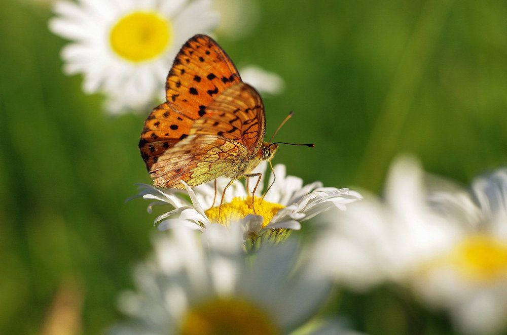 Летнее Настроение