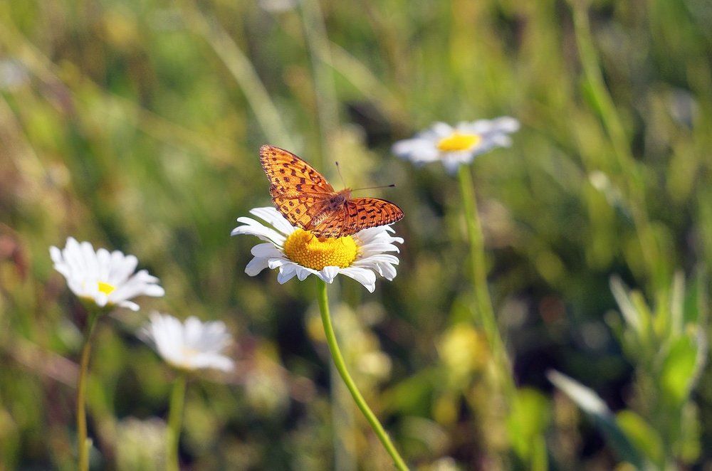 Ромашковый бег