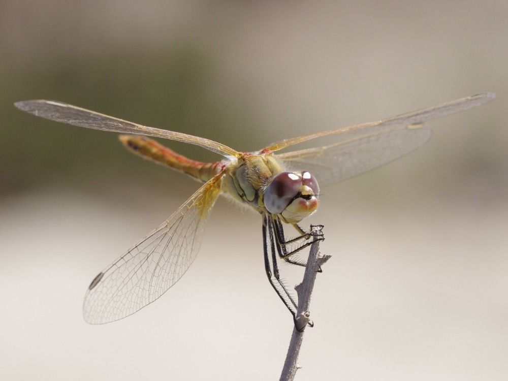 Sympetrum fonscolombii