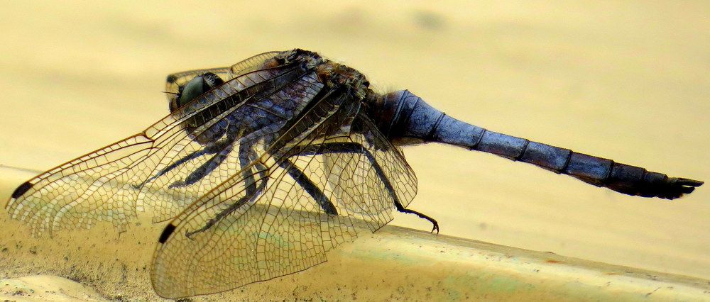 Стесняющаяся стрекоза