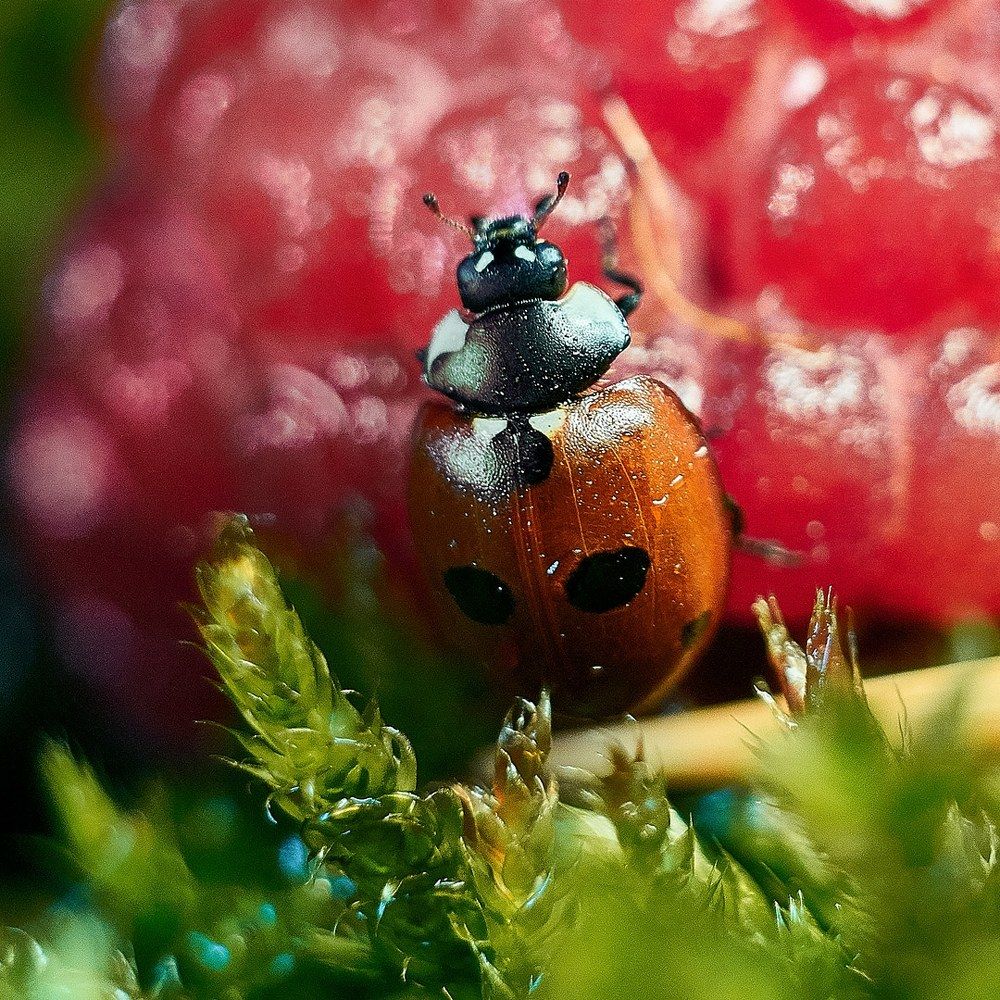 Photograph by Ольга Маковецкая