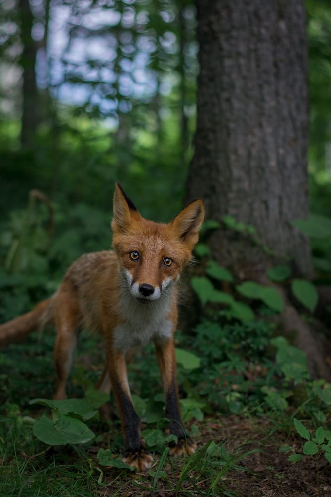 Голодная лиса