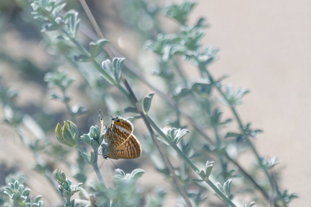 О летних красках, слегка похожих на снег