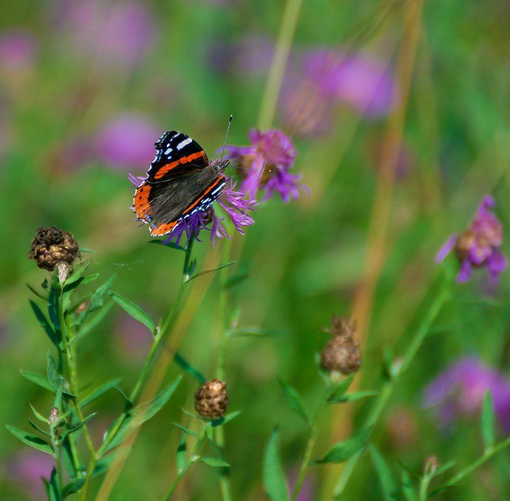 Время ярких бабочек