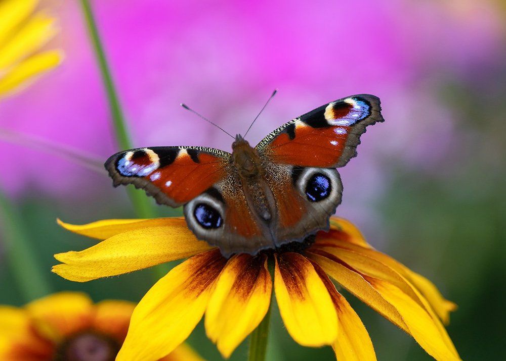 розовая дымка