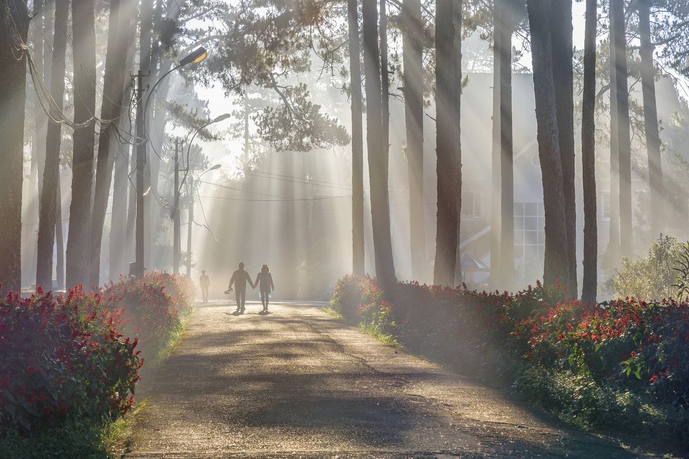 go in the fog and sunshine in the morning