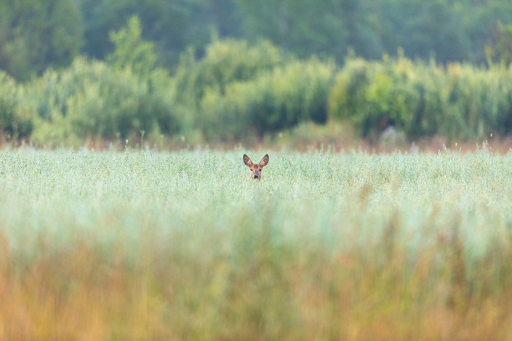 Меня не видно
