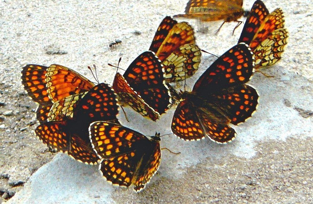 Photograph by леонид натапов