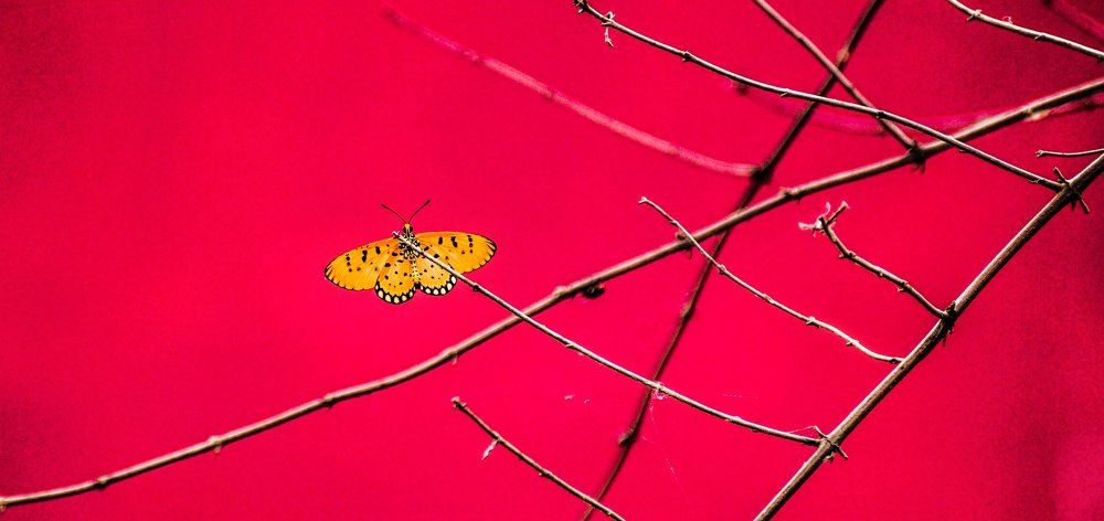 Vibrant butterfly