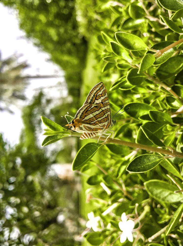 TIGER FLY