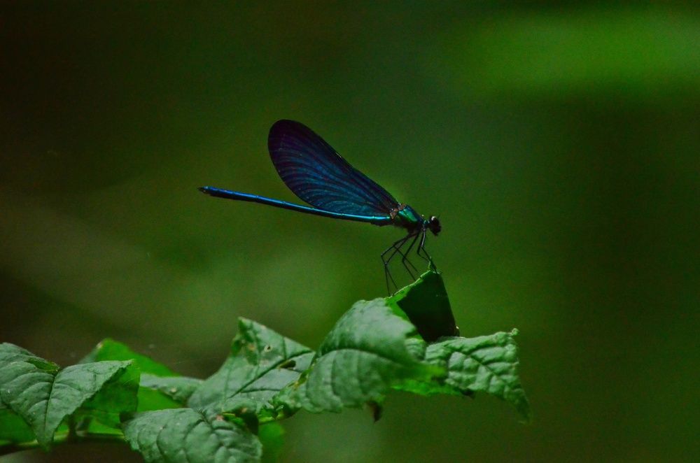 Стрекоза с крыльями бабочки.