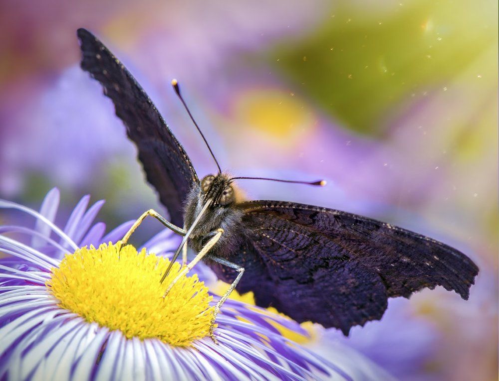 Завтрак в  лучах солнца