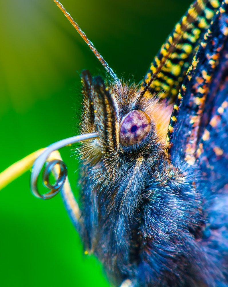 Портрет бабочки