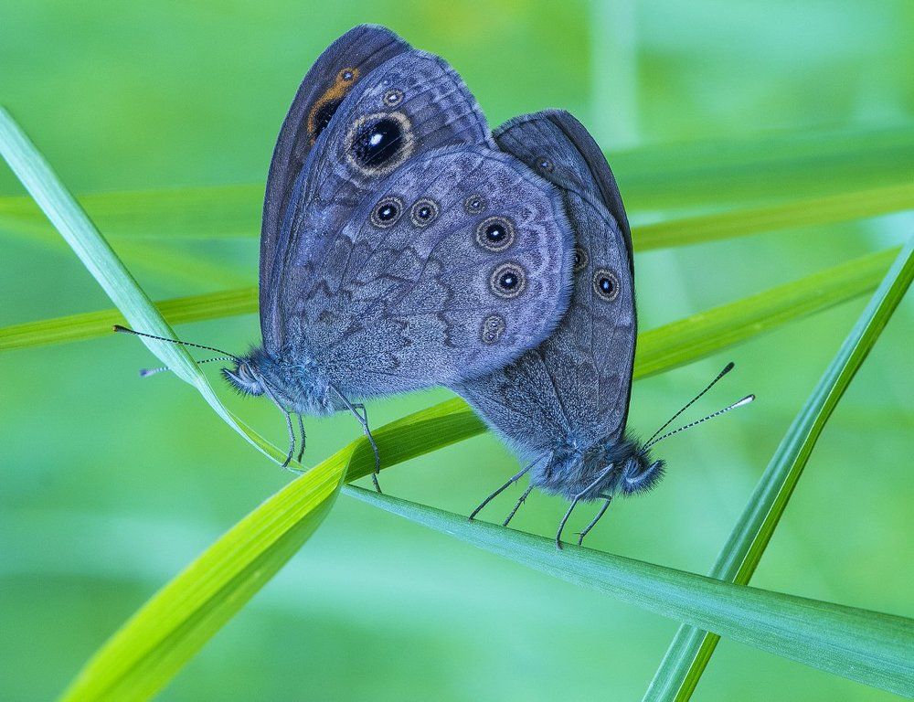 Переплетение