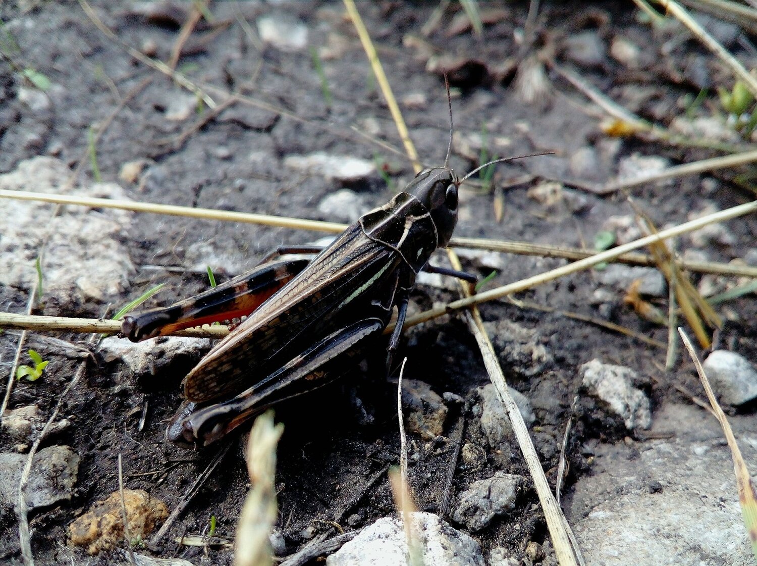 Кузнечик