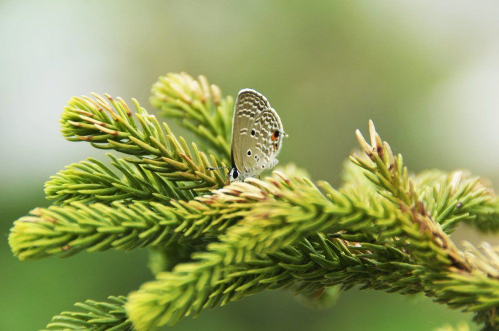 small butterfly