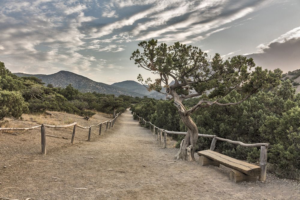 Можжевеловая роща. Крым.