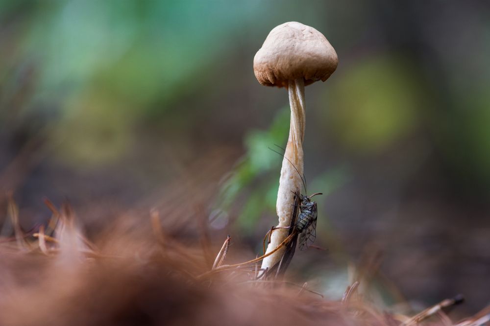 Фотография автора )I(yK