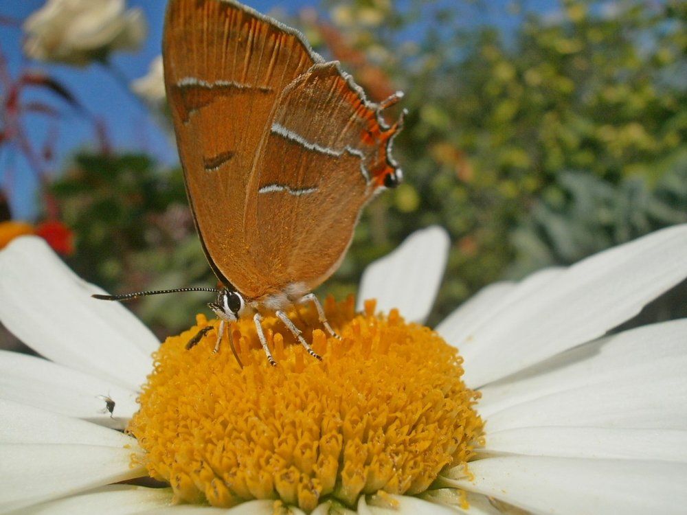 Берёзовый зефир